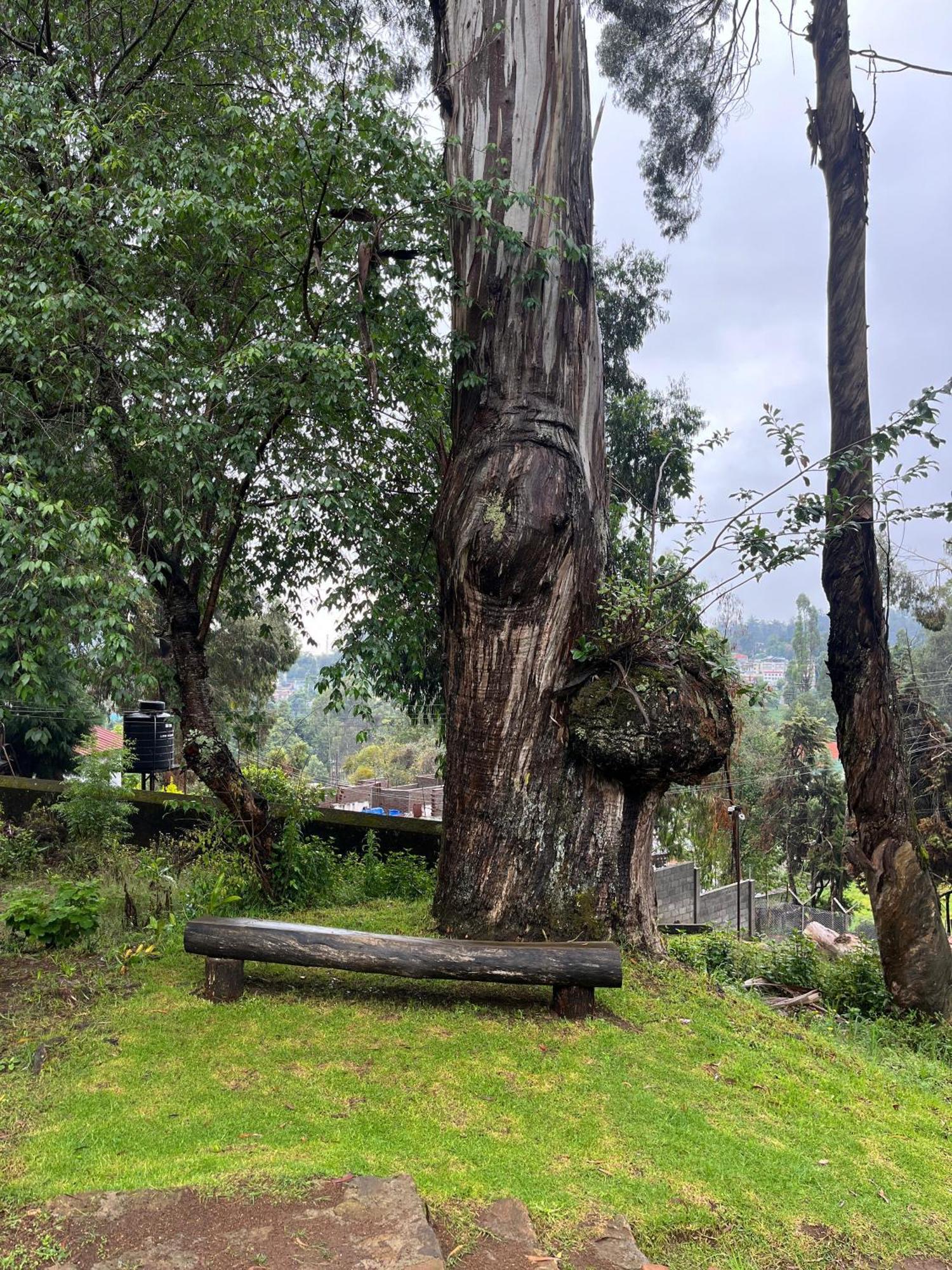 Springdale Villa Kodaikanal Exteriér fotografie